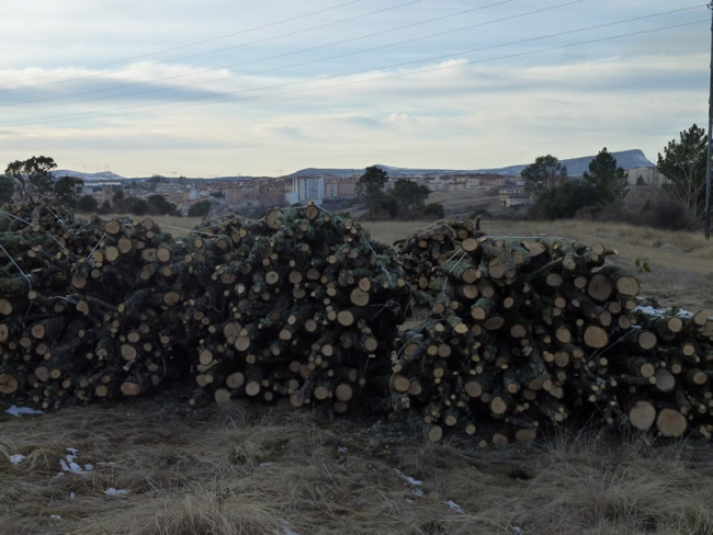 Pila de leña en enero en el Monte de las Ánimas