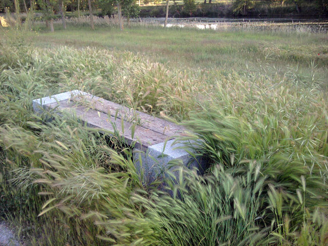 Banco en la ribera del Duero oculto por la hierba