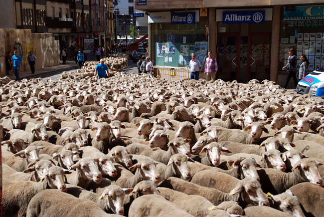 Llegada del rebaño a la capital, para seguir hacia Tierras Altas