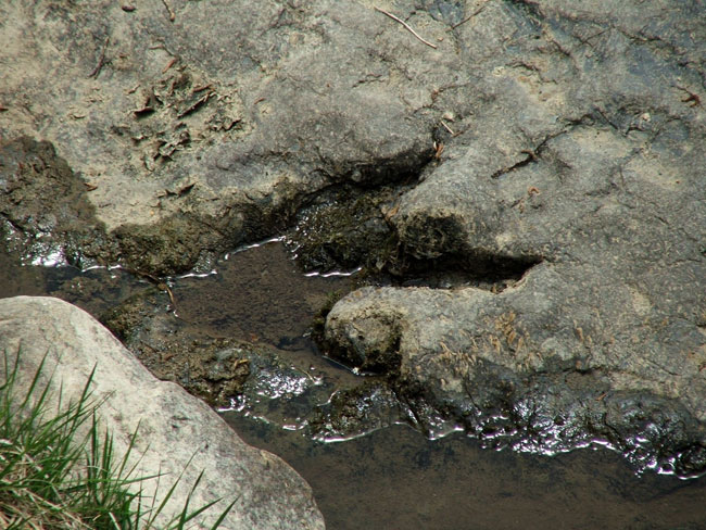 Adjudicado el proyecto del centro de las icnitas de Villar del Río a Félix Escribano