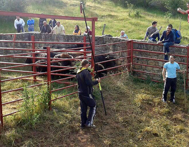 Los animales, en los corrales de abajo a la espera del camión.
