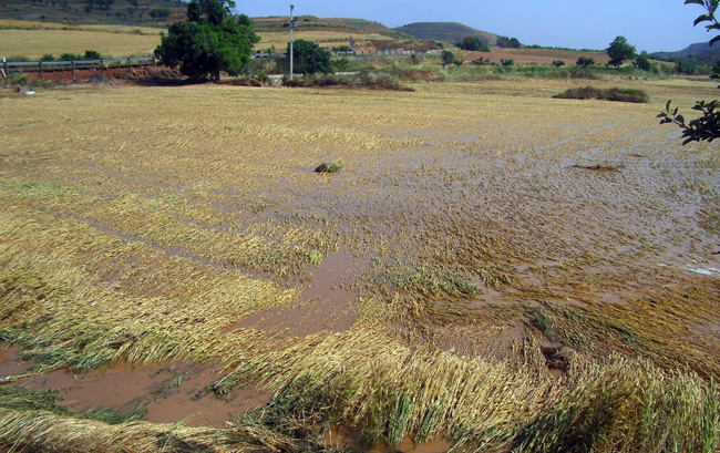 Campo devastado en Valverde.