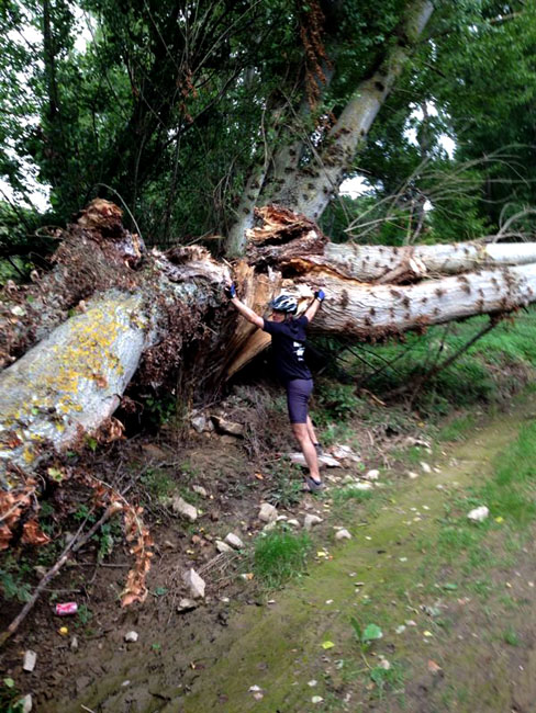 Otros árboles desplomados.