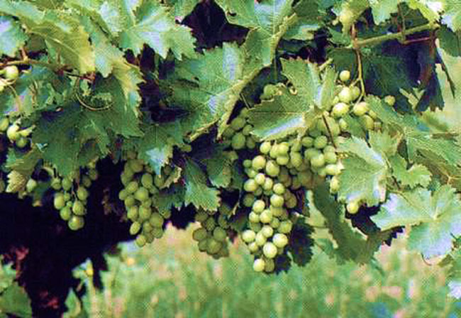 Un racimo de uva de la DO.