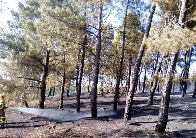 Un bombero en el pinar quemado.