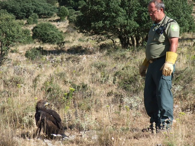 Puesta en libertad del águila