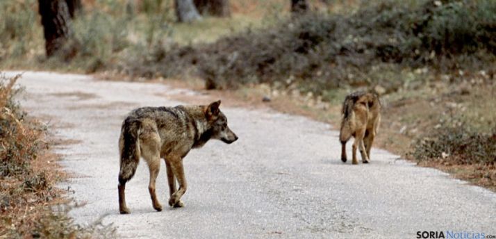 Soria tiene asignada la caza de cuatro lobos para la temporada 2013-14
