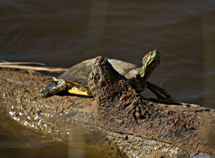 La Guardia Civil recoge un galápago de Florida de la orilla de Tera