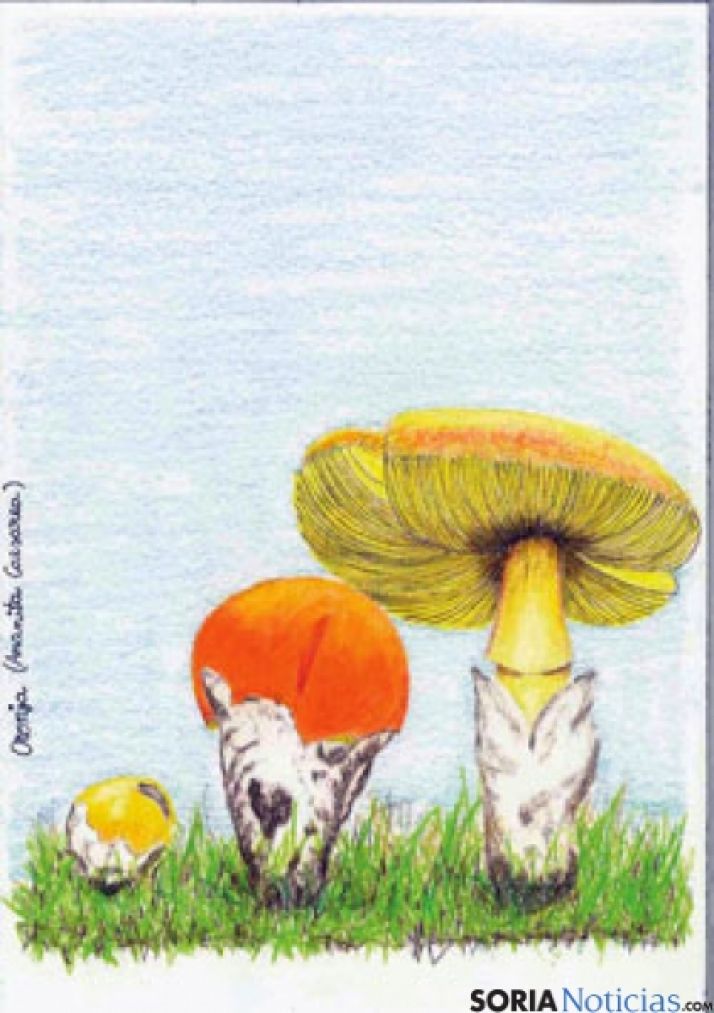 Cartel Semana Tapa Micológica 2013. Asohotur