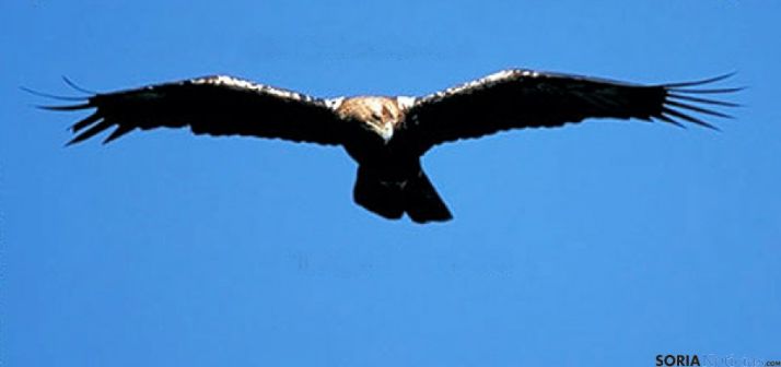 Ejemplar de águila imperial.