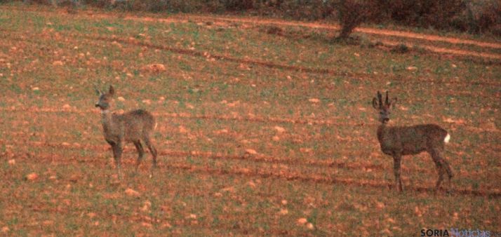 ASAJA pide que se retire la obligación de dejar el 1 por 1.000 de los herbáceos sin cosechar
