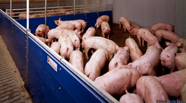 Imagen de una explotación porcina.