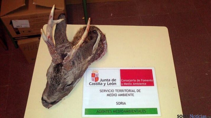 Cabeza del corzo decomisado