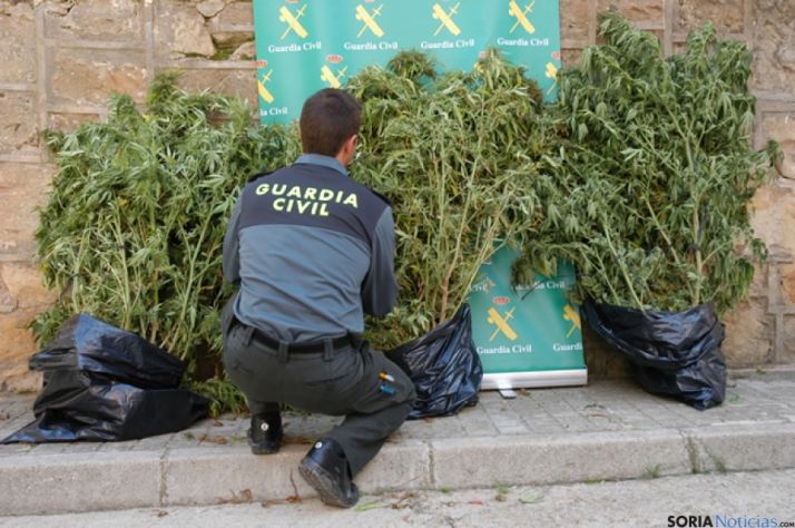 Marihuana en Villabuena