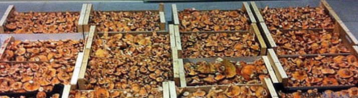 Níscalos recogidos en los bosques sorianos.