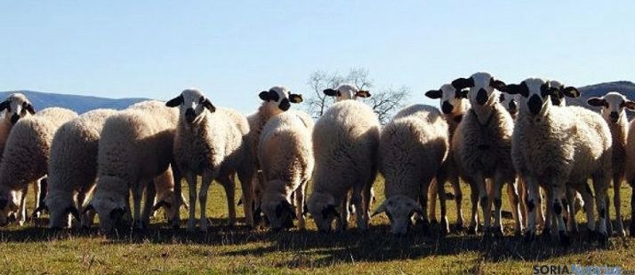Ovejas ojaladas.