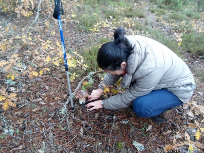 Una senderista recoge un hongo