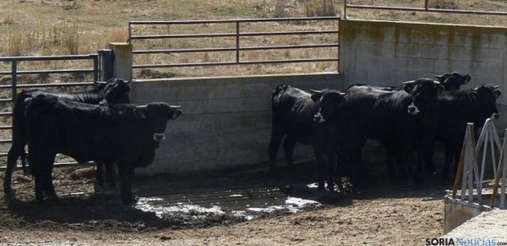 Añojos de negra serrana en la explotación de Taniñe.