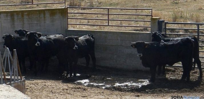 Novillos añojos en la explotación de Taniñe.