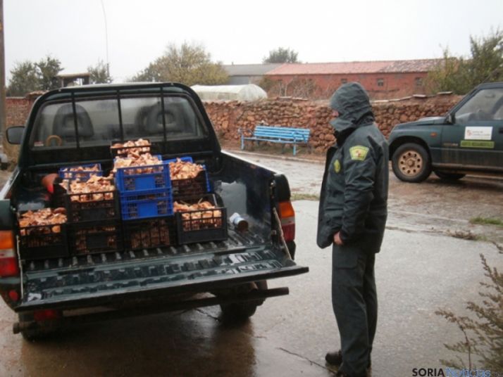 Níscalos decomisados en Bayubas