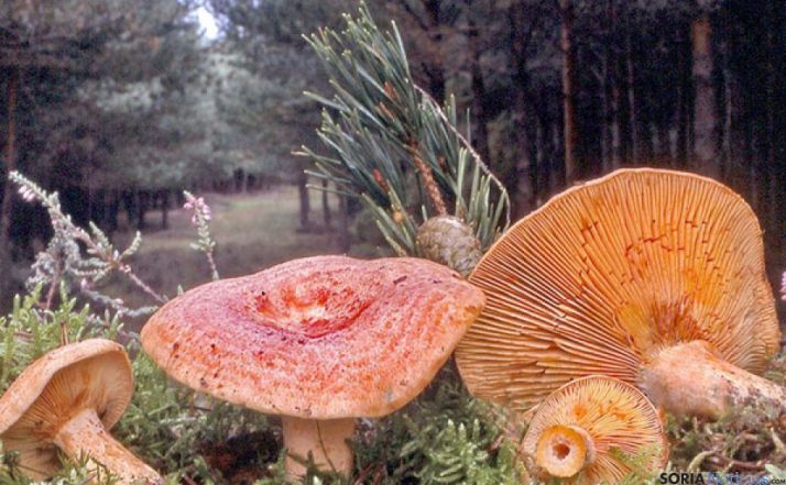 Níscalos en un pinar de la provincia.