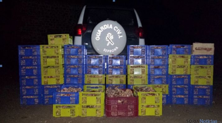 Níscalos incautados en El Royo