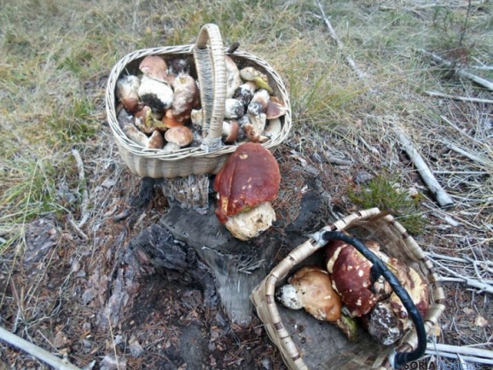 Cestas con hongos, entre ellos, algún buen ejemplar