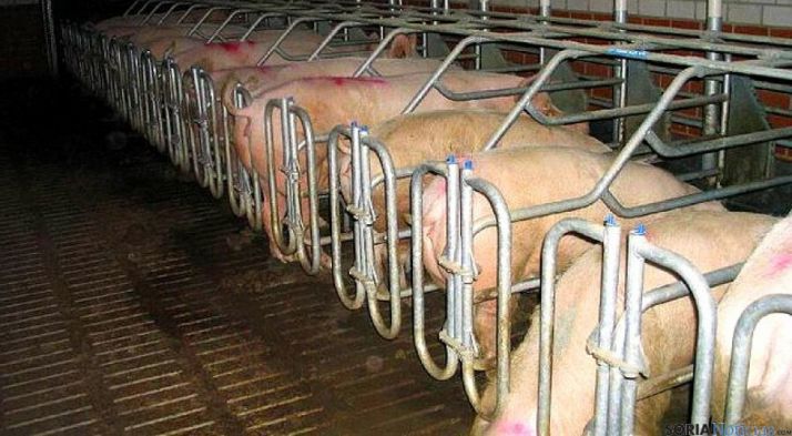 Una explotación de porcino en la provincia