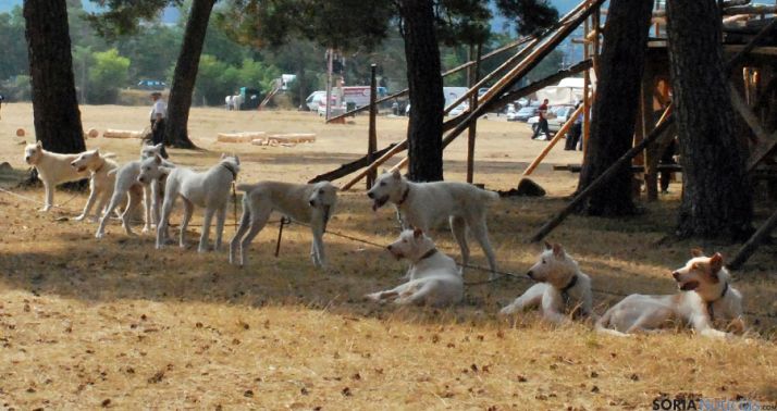Perros de una rehala para caza mayor.