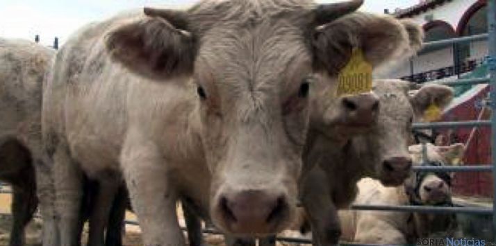 Ganado bovino soriano de carne.