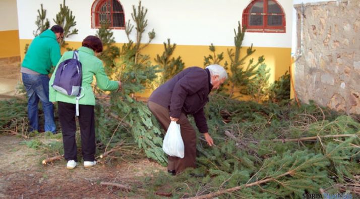 Vecinos sorianos eligiendo un pino para Navidad