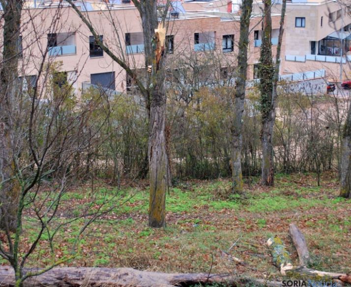 Un chopo desmochado en la ladera del Castillo. 