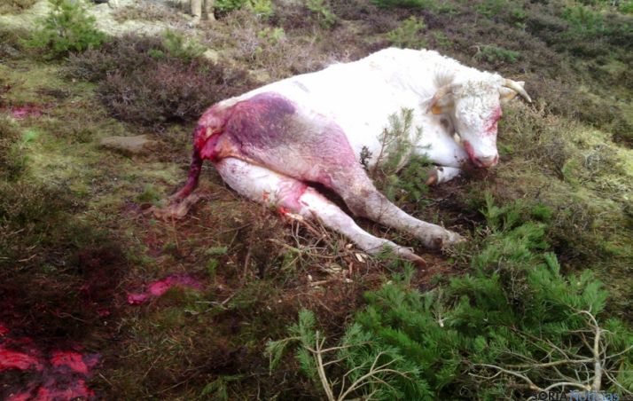 El ternero atacado por buitres en La Póveda.