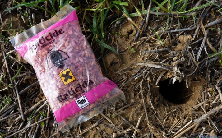 Rodenticida en la boca de una madriguera de topillos.