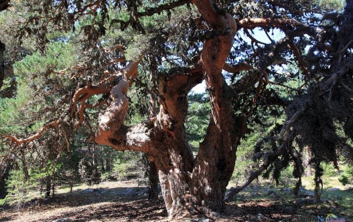 Árbol centenario en los Pinares sorianos. / http://historiadecovaleda.wordpress.com
