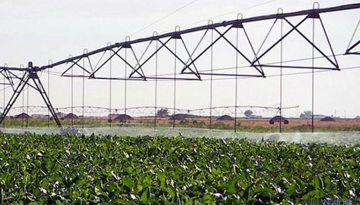 Cultivo de regadío en la región.