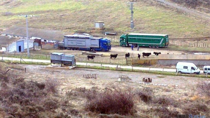 Dos camiones cargan el ganado esta mañana para su sacrificio en Burgos