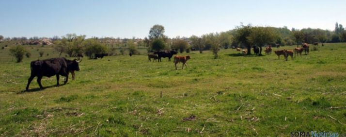 Vacas en Valonsadero