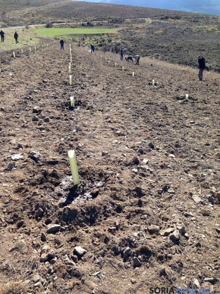 Bosque de los Quintos en Ágreda. / SN