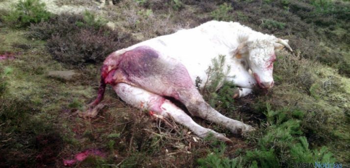 Un ternero atacado en La Póveda por los buitres.