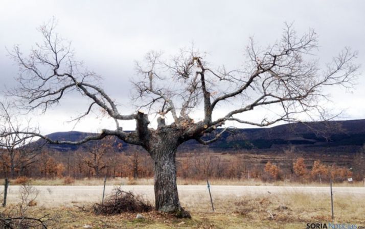 Roble podado