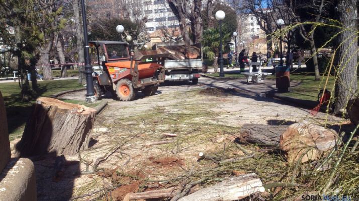 Labores de retirada del árbol. 