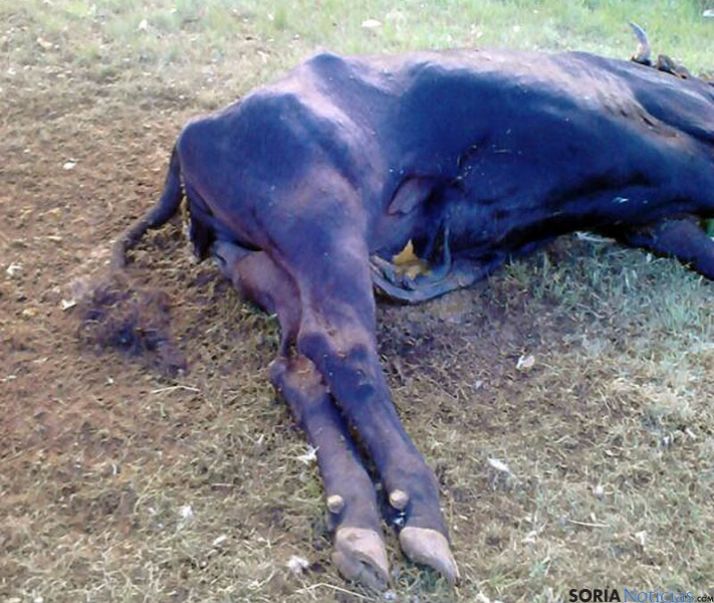 Cadáver de la vaca muerta por los buitres.