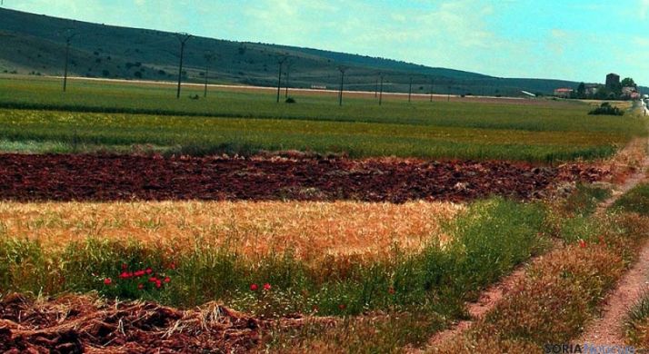 Campos de cereal ayer en la zona soriana del Rituerto.