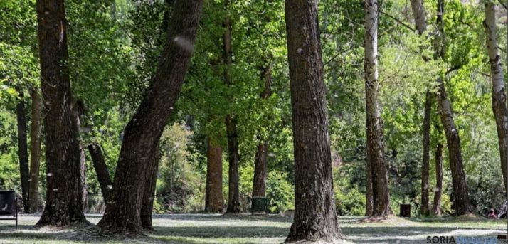 Polen de chopos en el Soto Playa.