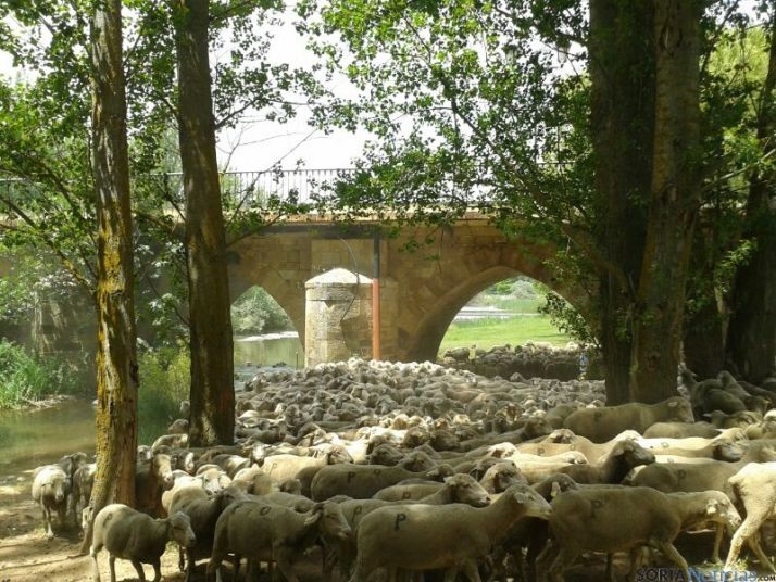 La trashumancia vuelve otra vez a Soria.