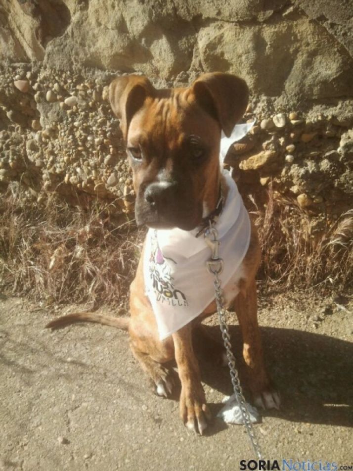 El Viernes de Toros inunda la capital. / SN