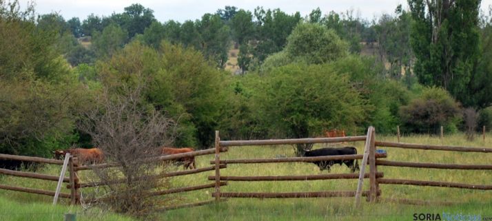 Algunos novillos en la zona de los espinos en la Vega de San Millán. / SN