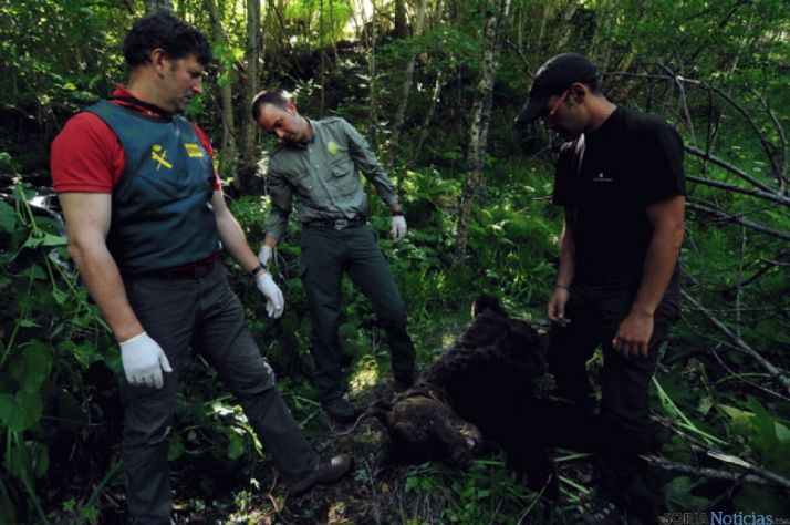 El oso muerto estaba junto a un arroyo