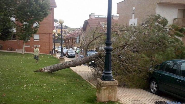 El árbol sobre la acera antes de retiraralo. / SN